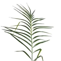 Vickerman Unlit Artificial Palm Tree (525678) -Christmas Decorations 525678addmd